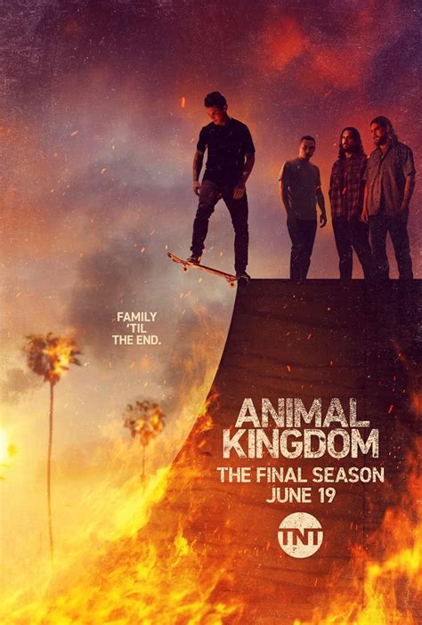 animal kingdom imdb